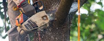 Trusted Bayshore, NC Tree Care Services Experts